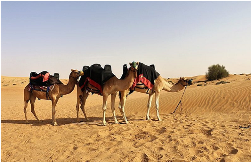 Enjoy a camel ride