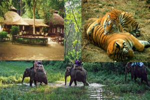 chitwan tour package