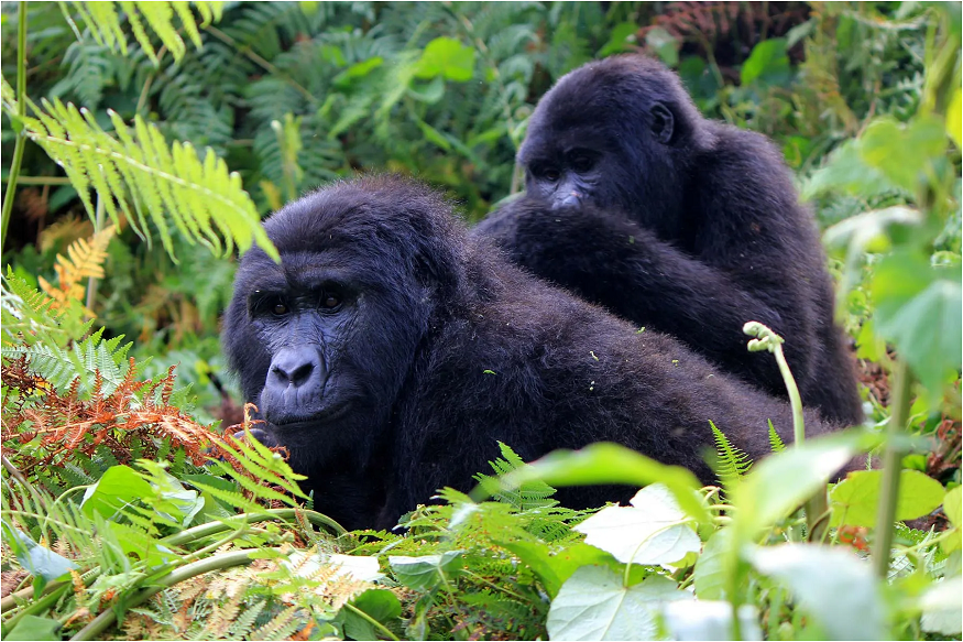 Uganda tours